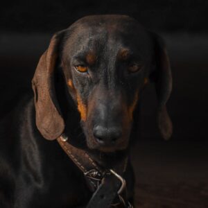 Pet Loss Collar Frame Display