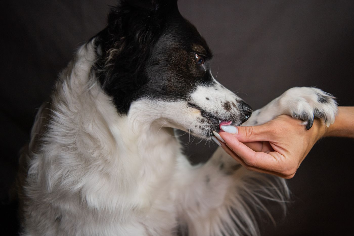 A hand holding a dog&rsquo;s paw