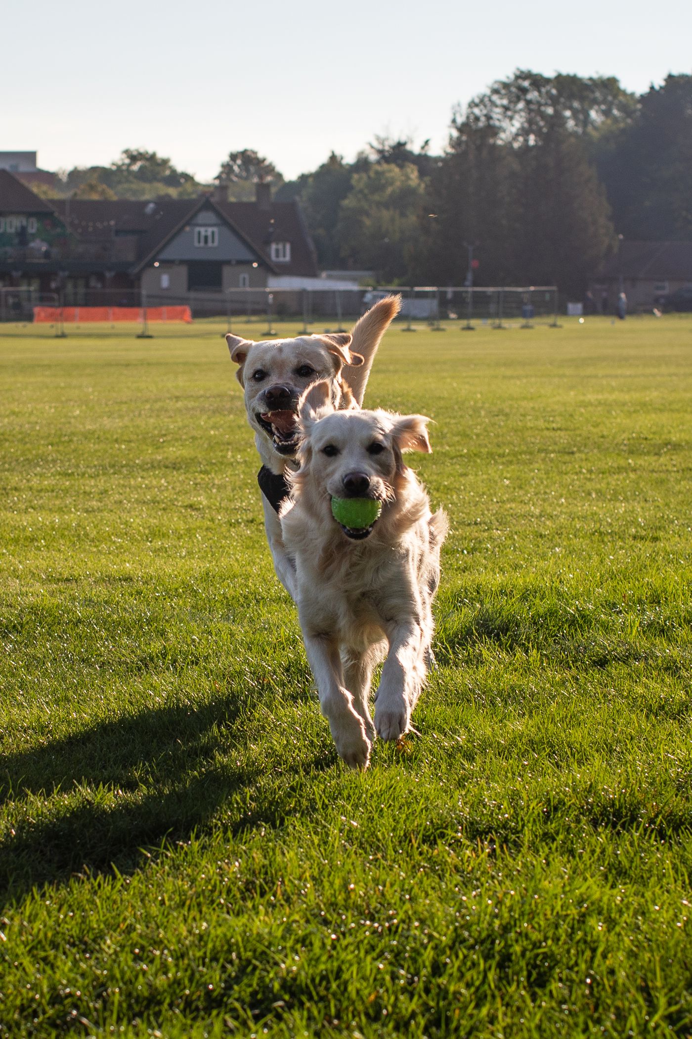 Happy dogs playing in sunlight